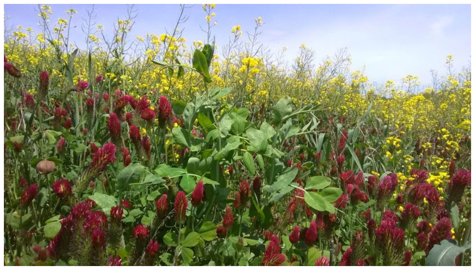 Image for Cover Crop Species Selection Trial